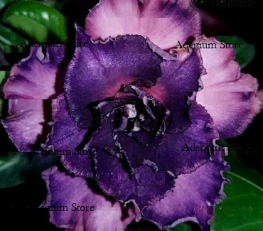 (image for) Adenium Obesum Triple Blue Orchid 5 Seeds